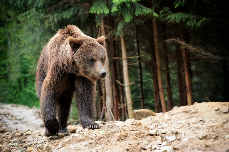 Инспектор охотнадзора застрелил медведя, бродившего недалеко от школы в Красноярском крае