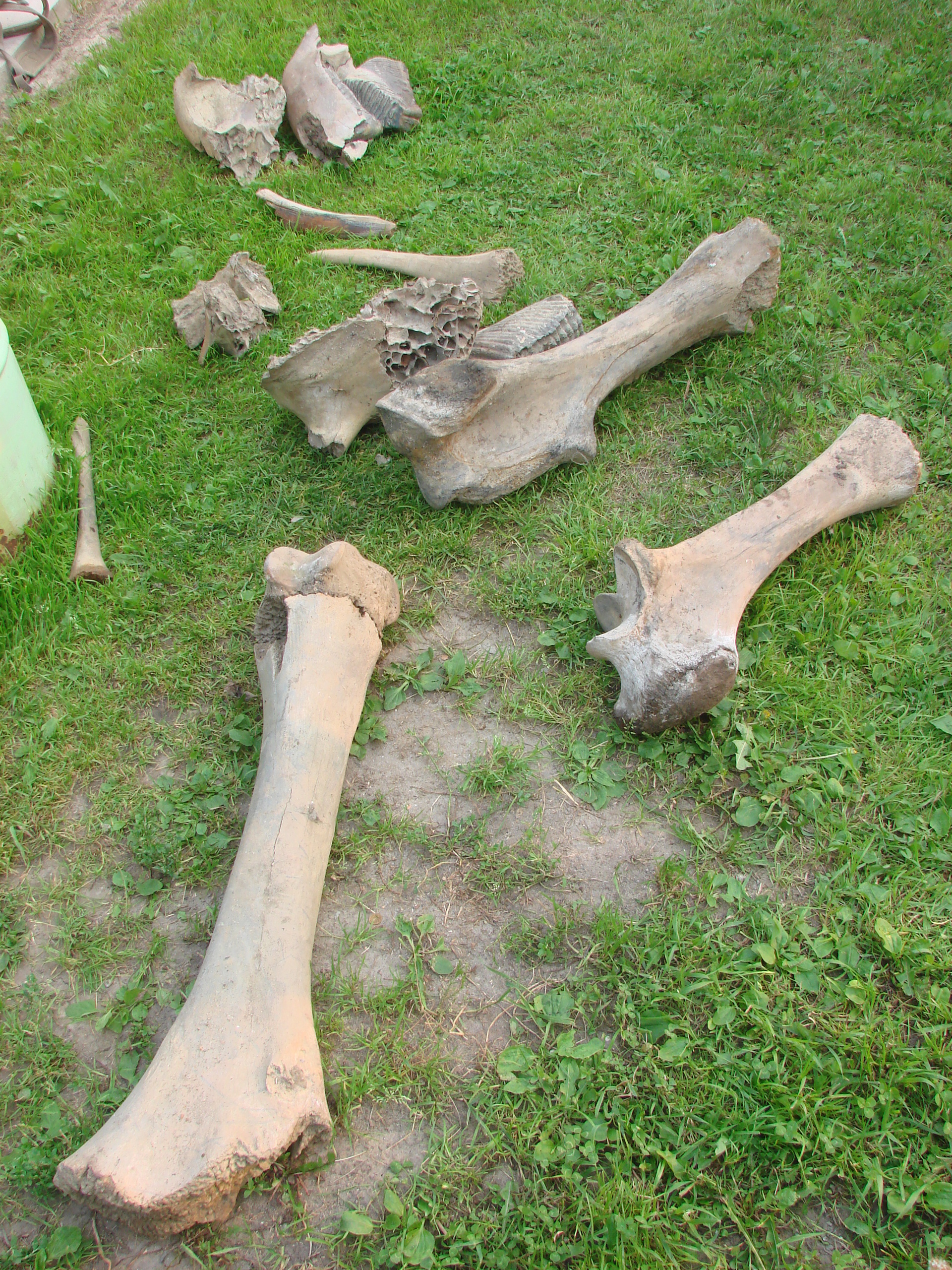 Находки костей зубов мамонта Черноземье