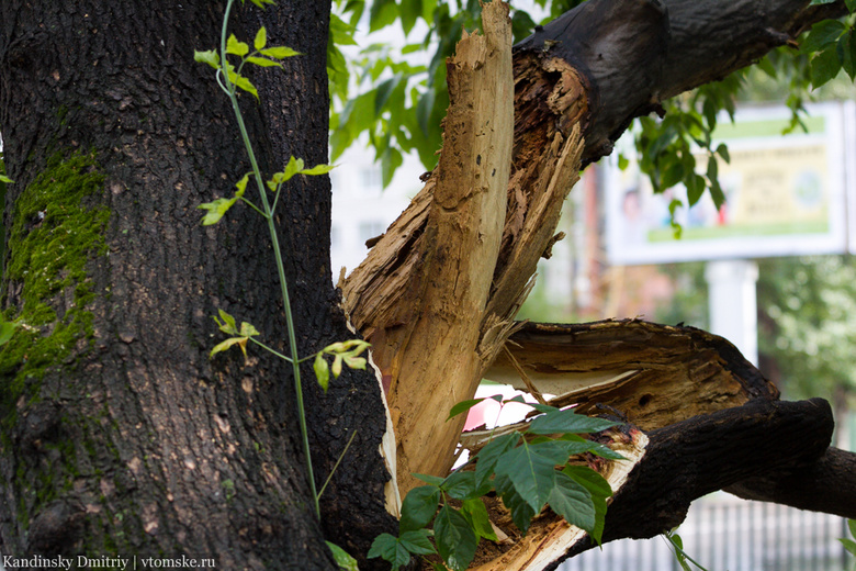 С начала года в Томске подрезали и снесли более 800 аварийных деревьев