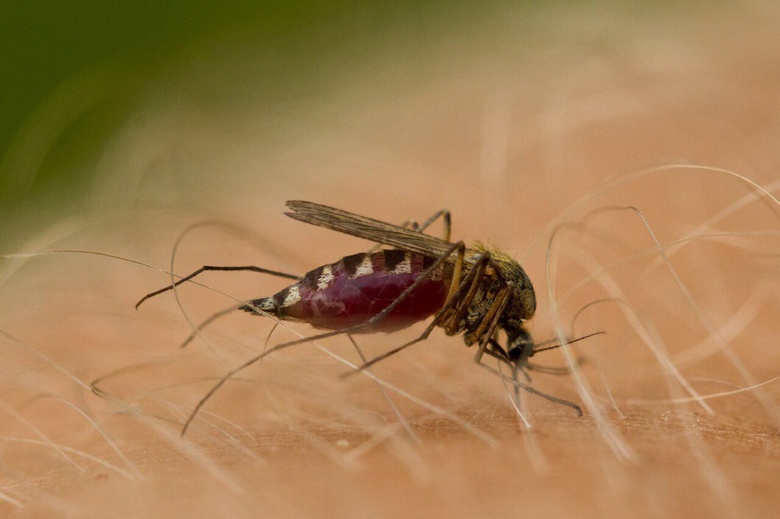 Двое томичей заразились через укусы комаров редкими паразитами