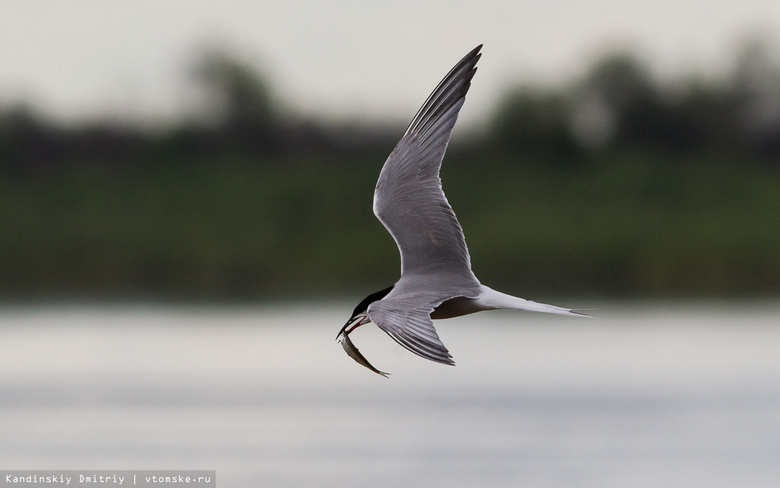 Экологи впервые установят плавающие гнезда для птиц на озере под Томском