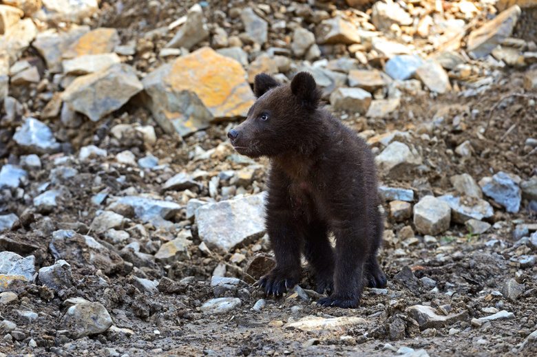 Беспризорного медвежонка нашли на окраине города в Иркутской области