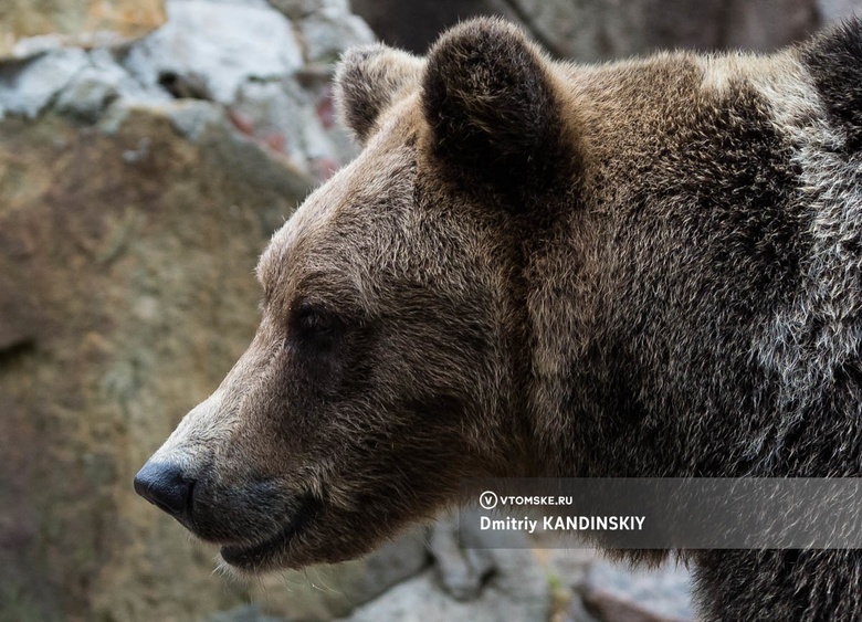 Медведя-шатуна заметили в районе поселка на севере Томской области