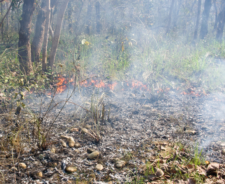 В Тимирязевском лесничестве ликвидируют возгорание торфяника