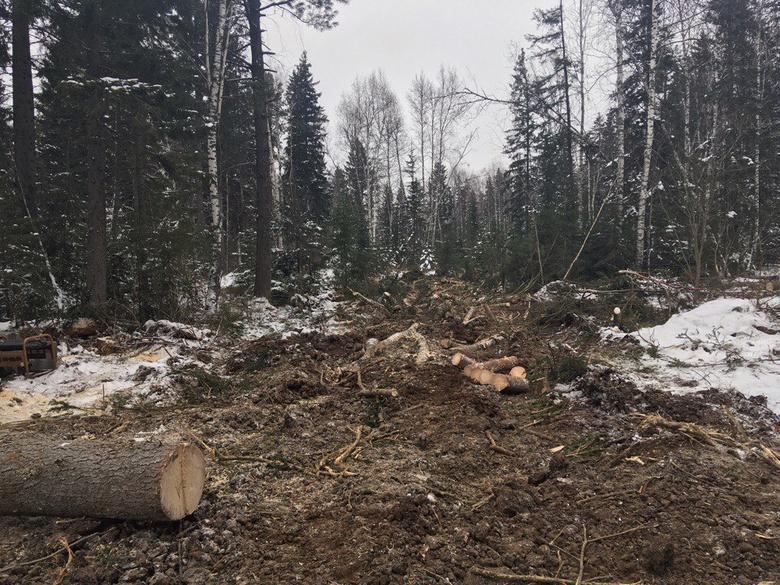 Вырубка леса возле Батурино в Томском районе приостановлена