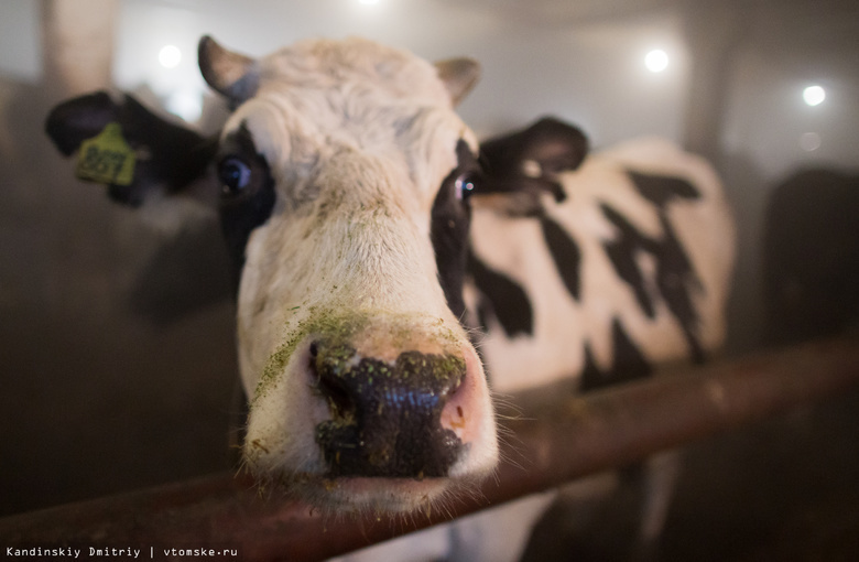 Ученые ТГУ создали кормовую добавку для скота, увеличивающую массу тела