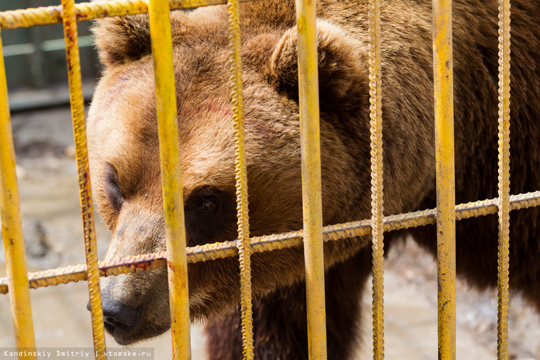 Медведя из «Гоара» могут отдать в московский зоопарк