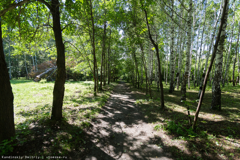 В Михайловской роще Томска спилят более 220 деревьев под дорожки и площадки для отдыха