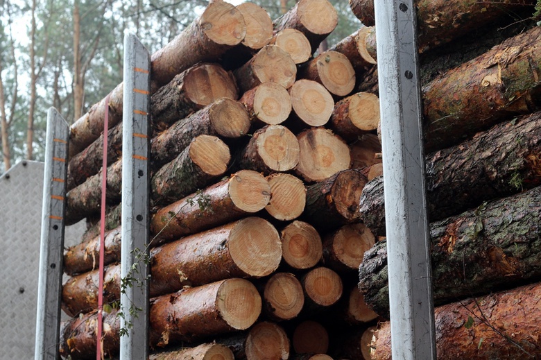 «Черные» лесорубы уничтожили деревьев на 1,06 миллиона