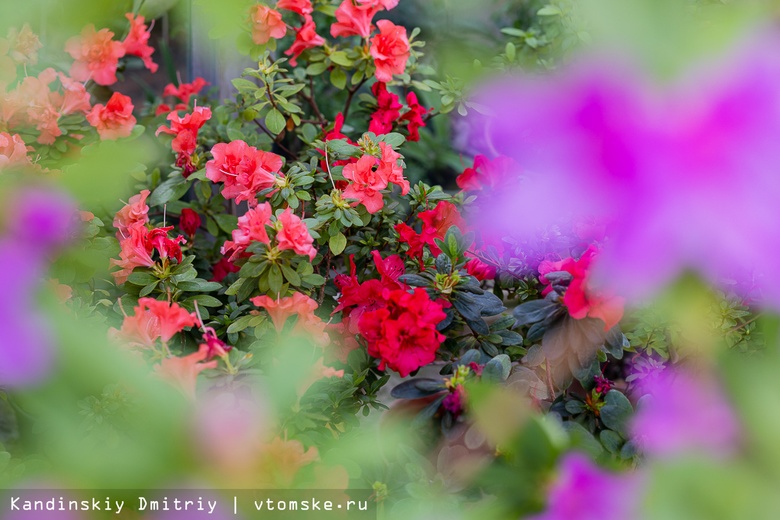 Цветы против зимней тоски: прогулка среди азалий в ботаническом саду Томска