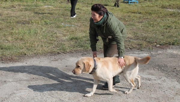 Лабрадор Денни из Томска прошел аттестацию на собаку-спасателя