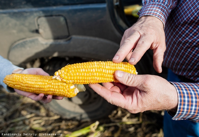 Томские ученые смогли повысить урожайность кукурузы