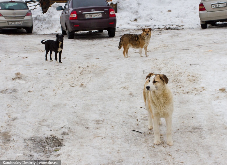 Мэрия: 10 нападений безнадзорных собак на людей произошло в Томске в 2022г