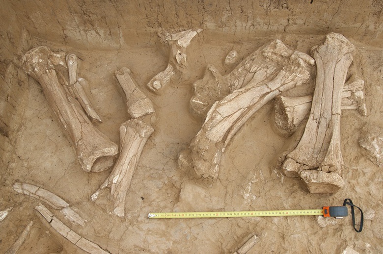 Ученые ТГУ нашли остатки самых молодых мамонтов Евразии (фото)