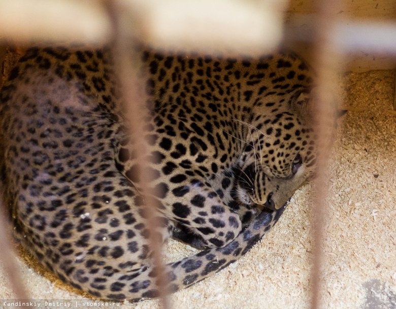 Животных из томского мини-зоопарка хотят развезти в приюты по разным городам