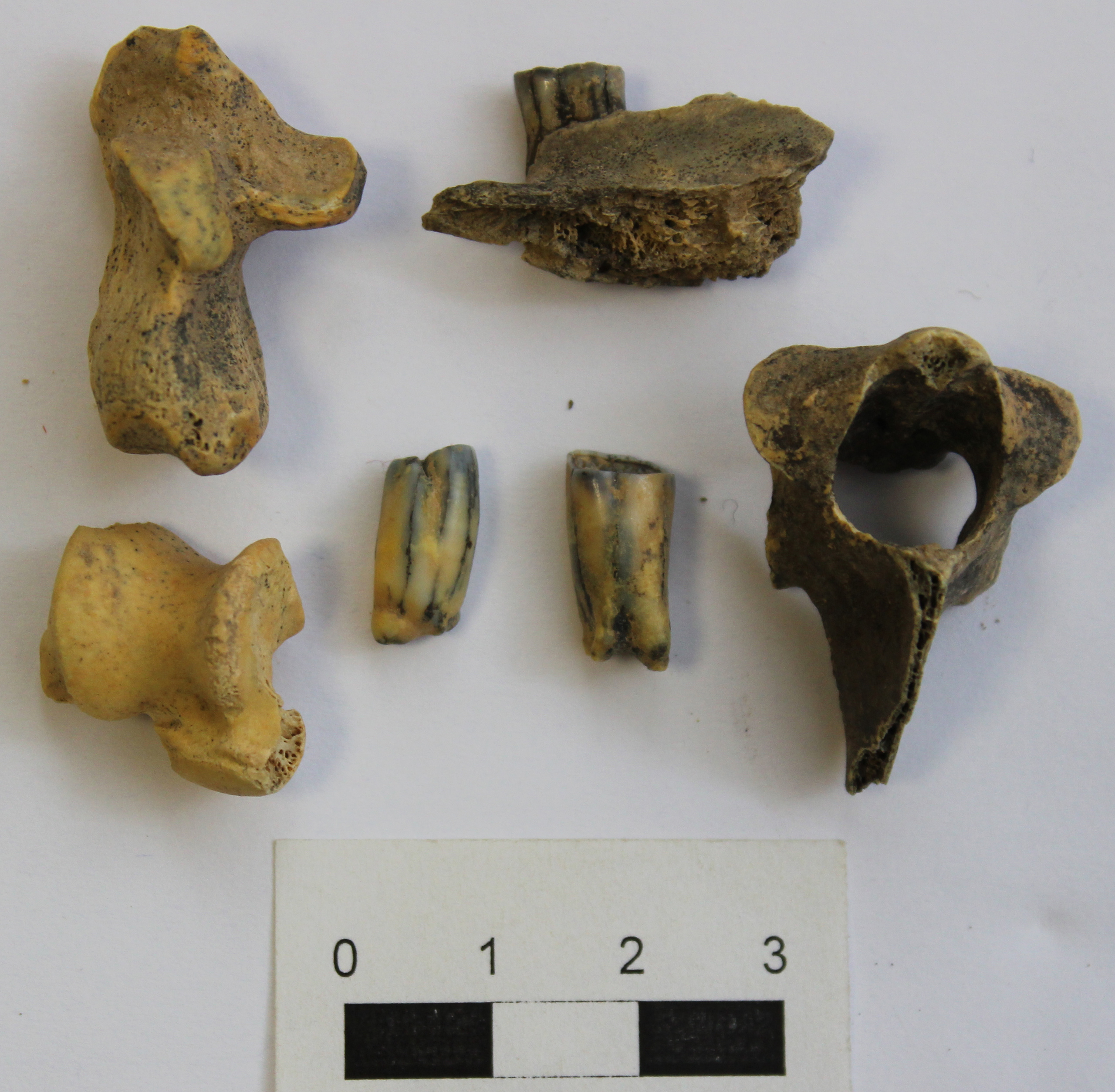 Самый древний по возрасту. Зубы доисторических животных. Ископаемые зубы доисторических животных. Найденные древние зубы.