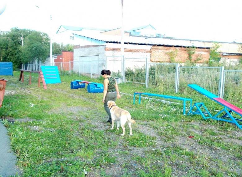 В Томске открылась площадка для тренировки собак-спасателей (фото)