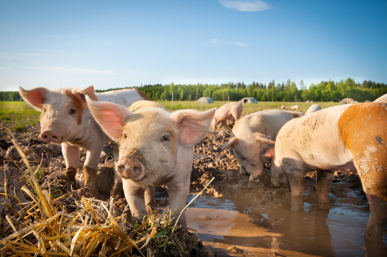 В регионе могут убрать ответственность за детский шум и ввести за выпас свиней
