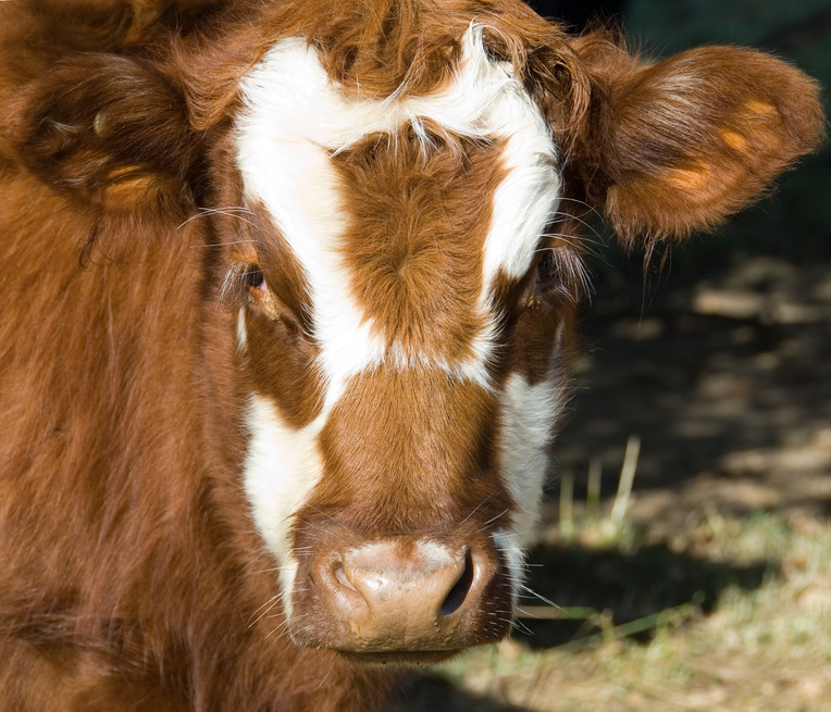 Элитные коровы не выживают на «среднестатистических» фермах региона