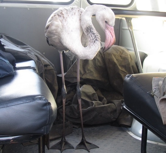 Фламинго, найденный в Первомайском районе, умер