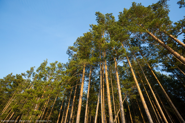 В Томской области «черные» лесорубы уничтожили древесины на 600 тыс руб