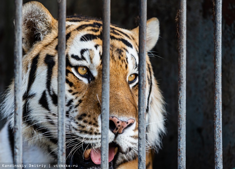 Умер 17-летний тигр Лотос из северского зоопарка