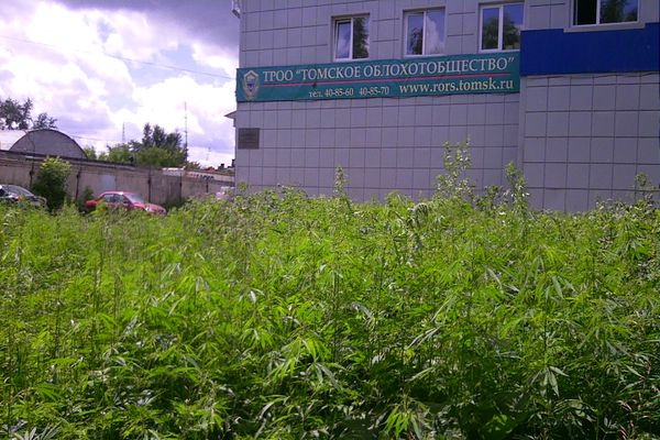 Конопляный сквер на проспекте Ленина
