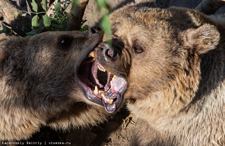 Эксперт: медведи в Томской области начнут просыпаться в конце марта