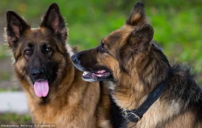 Уголовную ответственность предложили ввести для хозяев собак, напавших на людей