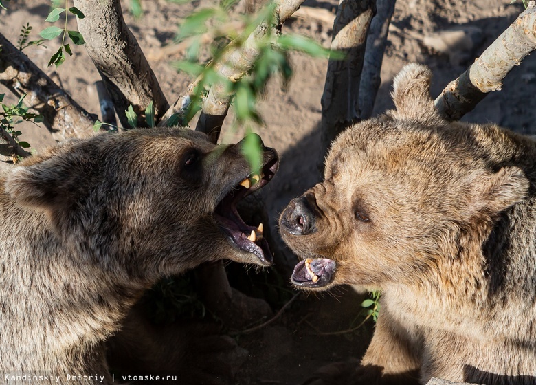 Четыре медведя вышли к людям в Томской области