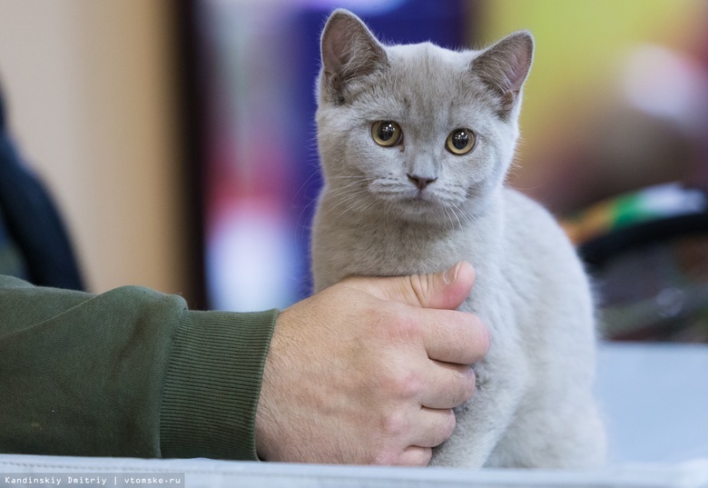 Ярмарка-продажа породистых котят пройдет в Томске