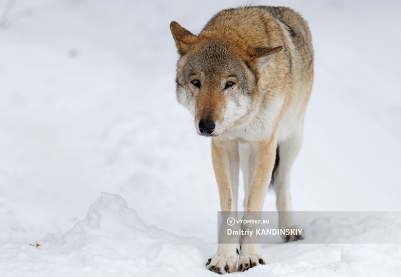 Волки все чаще приходят в села Томской области. Охотоведы за месяц отстреляли трех хищников