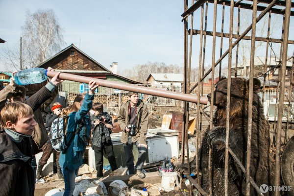 Медведи из зоопарка на улице Восточной переедут в московский приют для животных