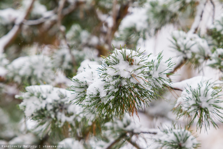 Во вторник в Томске выпало около семи дневных норм снега