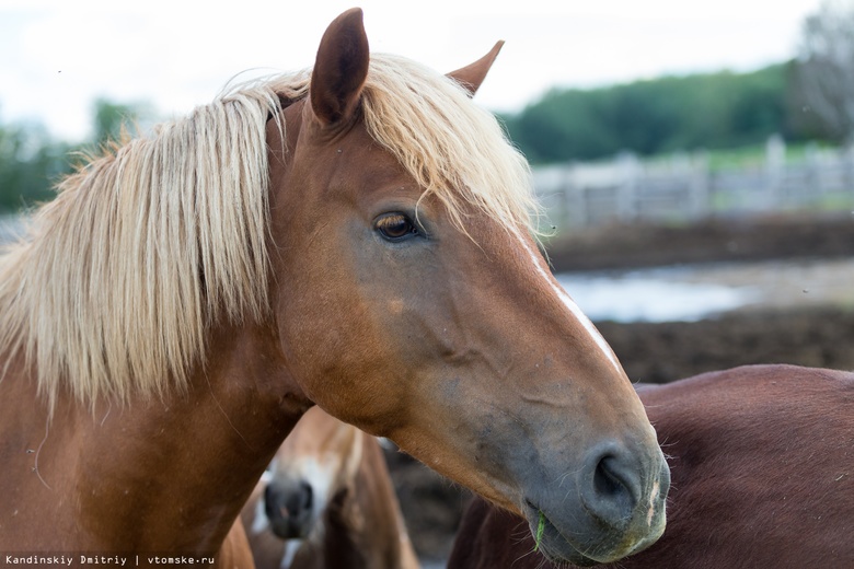 Опасную болезнь выявили у лошади в Томском районе. Введен карантин
