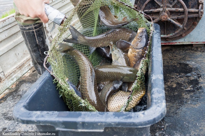 Власти: улов рыбы в Каргасокском районе за 6 лет вырос вдвое