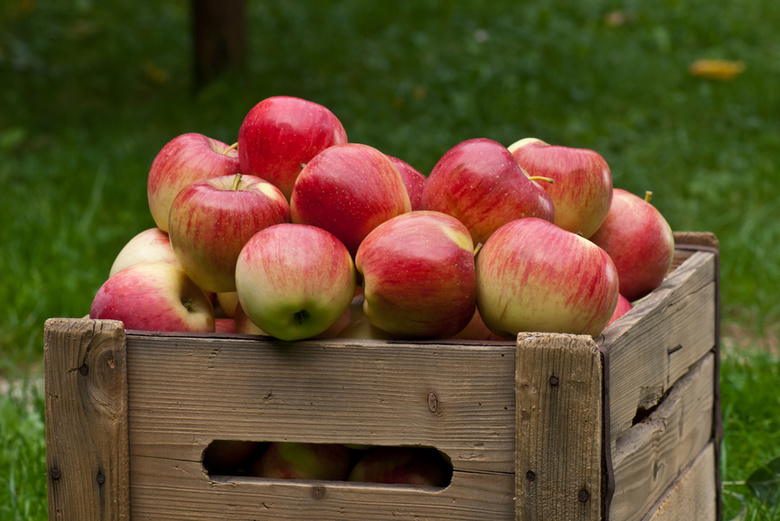 В прошлом году из запрещенного импорта в регион попали только яблоки и орехи