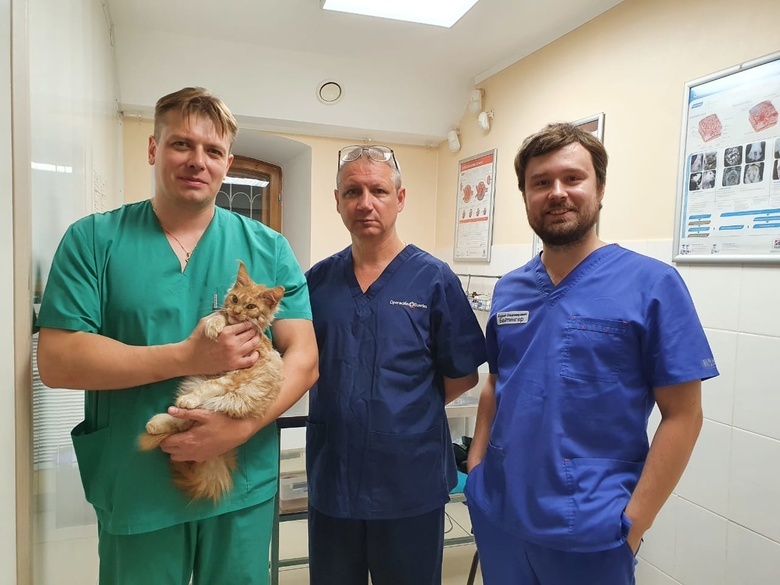Хирурги впервые прооперировали котенка в рамках акции «Улыбнись» в Томске
