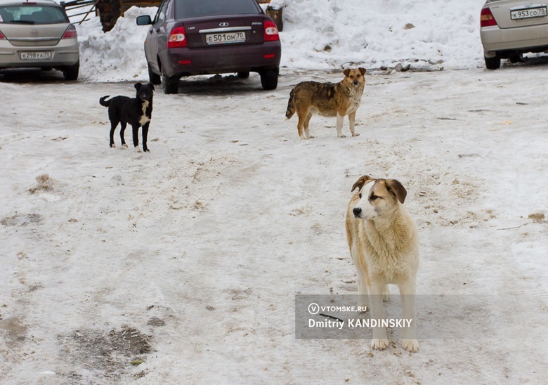 «Гуманнее усыпить, чем так издеваться»: мэр Стрежевого об инициативе по эвтаназии бродячих собак