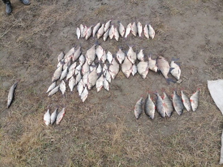 Срок грозит жителю Томска за вылов рыбы в период нереста
