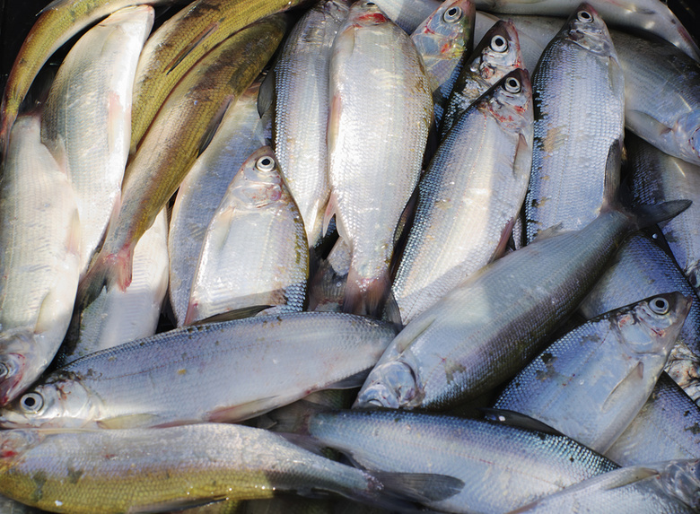 В 2016 году томские рыбаки смогут выловить на десять процентов больше рыбы