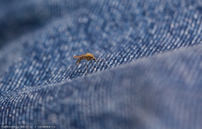 Эксперты дали прогноз по количеству комаров и мошки в Томске летом