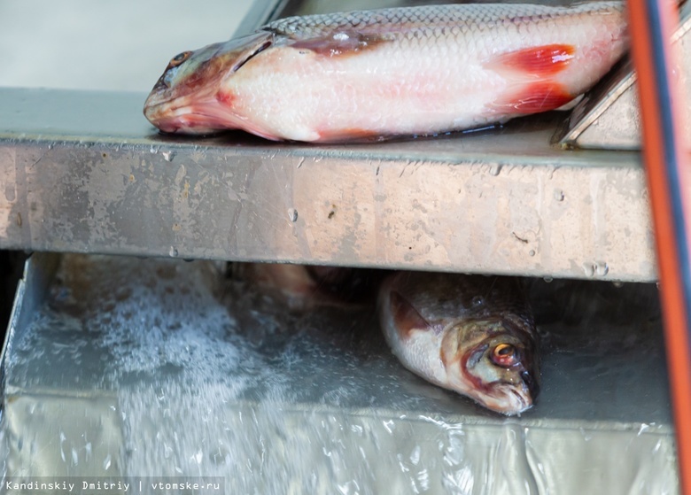 Двум жителям Томской области грозит срок за незаконный вылов рыбы
