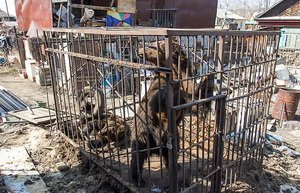 Томским медведям снова требуется помощь