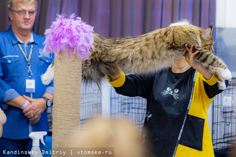 От «британцев» до бенгалов: кошачья элита собралась на выставке в Томске
