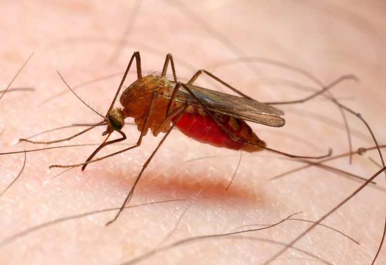 Ученые ТГУ прогнозируют появление малярийных комаров в Сибири