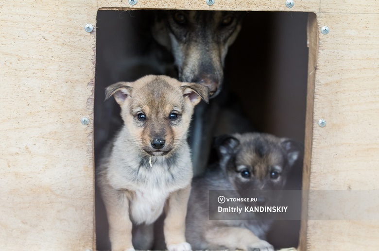 Дума Томской области вернет в Стрежевой инициативу по усыплению бродячих собак