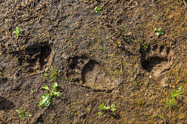 В районе поиска пропавшего пенсионера из Северска обнаружили следы медведя