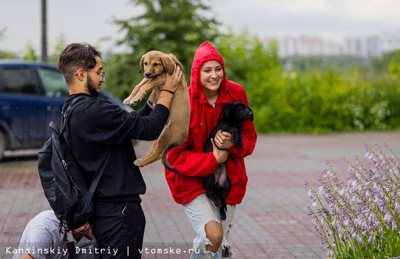 Пушистики ищут дом: ярмарка-раздача бездомных котов и щенят проходит в Томске