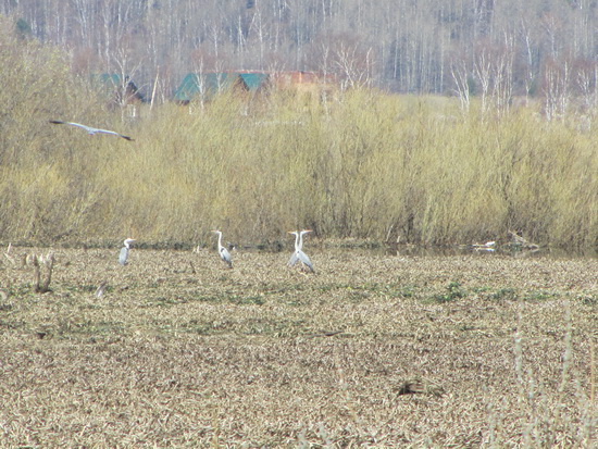 Поля за Коларово